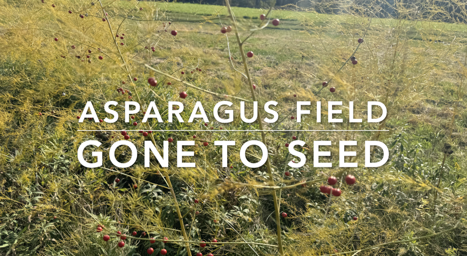 Asparagus Field Gone to seed